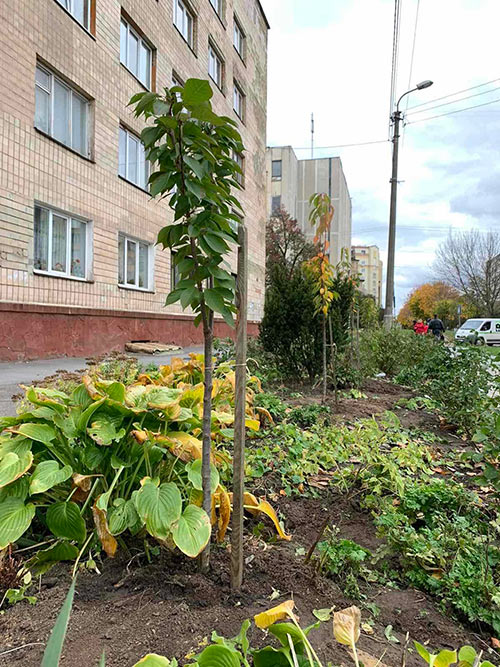 2023.11.30 Aleya Sakur